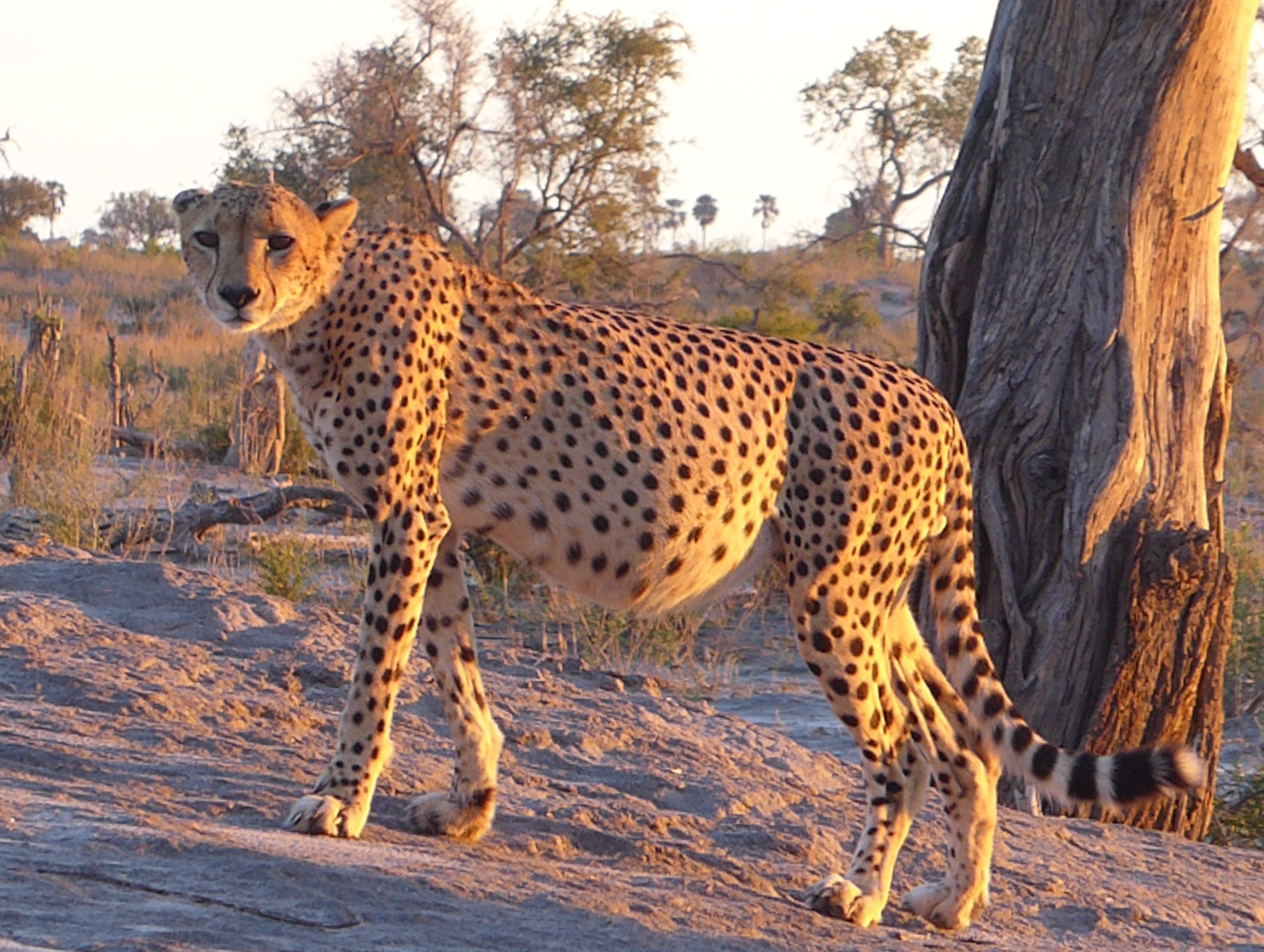Cheetah at sunset Selinda